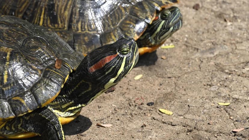 Invasive Turtles Invade Coimbatore Wetlands