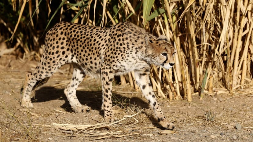 Hope for Iran's Cheetahs: Population Sees Rare Boost
