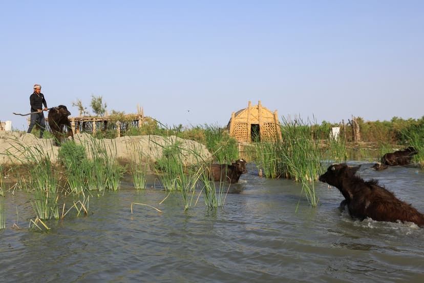 Iraq's Desert Blooms: Marshes Revive After Drought