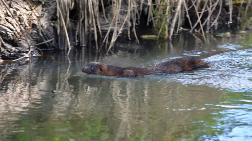 Ireland Deploys Dogs to Hunt Invasive Minks