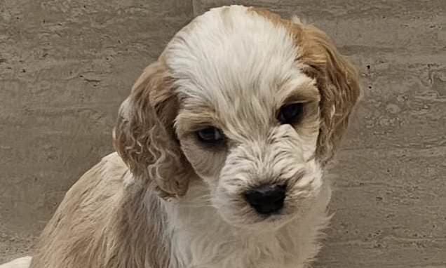 Ireland's Puppy Farm Scandal: Welfare in Question