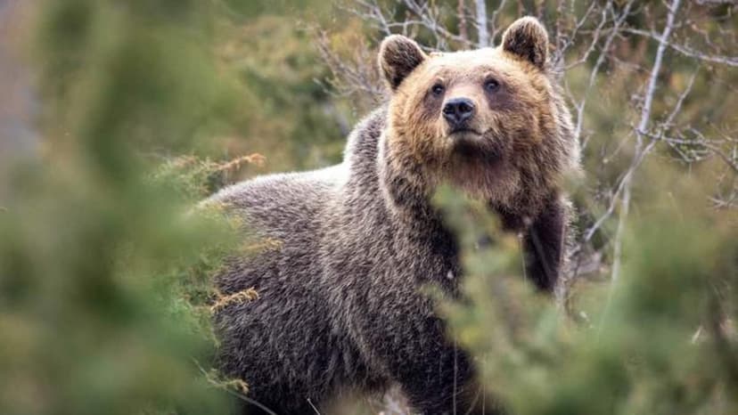 Bears Evolving to Be Friendlier Thanks to Humans