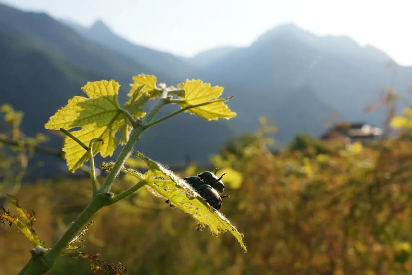 Tiny Beetle Threatens Italian Wine Harvest
