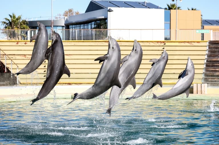 Mediterranean's First Dolphin Refuge Set to Launch