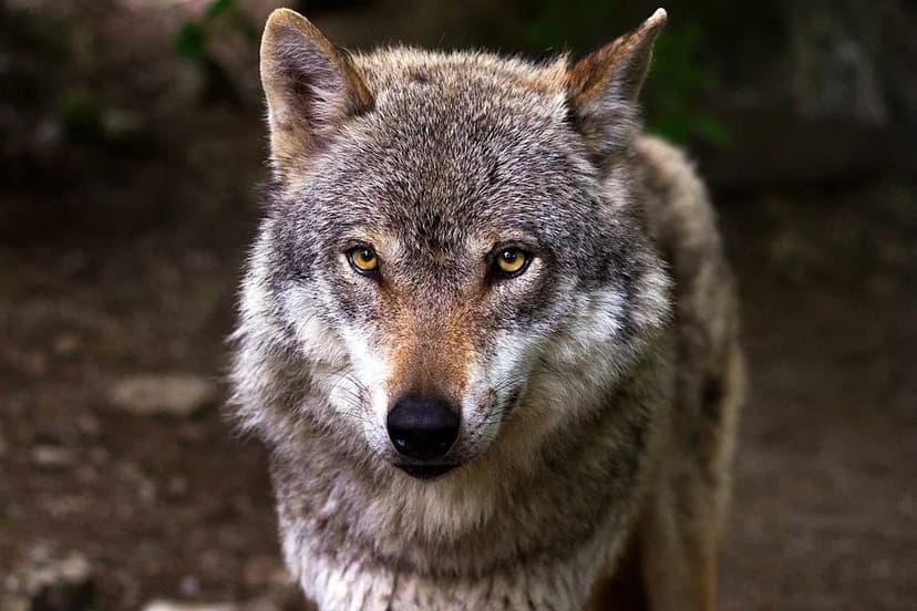 Italy Park Investigates Suspected Mass Poisoning of Wolves