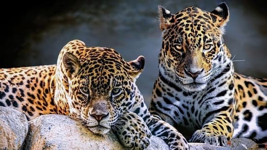 Jaguars Roar Back: Tourism Saves Apex Predators