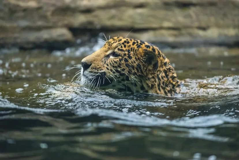 Jaguars Dive Deep for Underwater Hunts