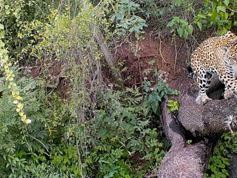 Argentina's Vanished Jaguar Reappears in Historic Return