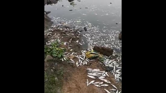 Jamshedpur River Choked: Quintals of Dead Fish Found