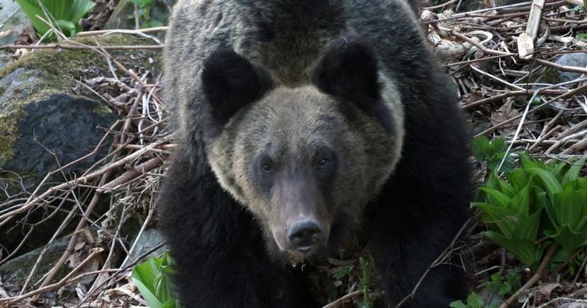 Record Bear Attacks Prompt Urgent Action