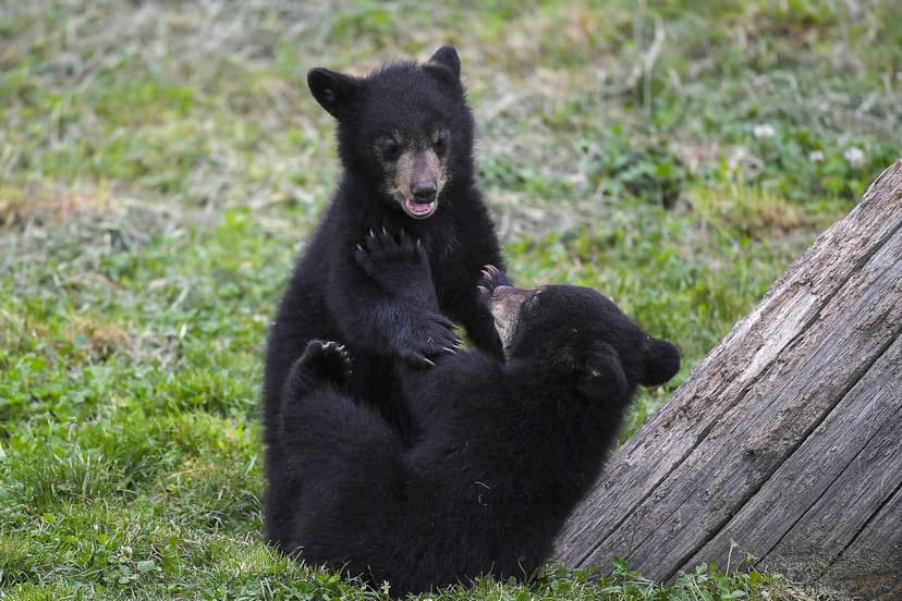 Japan's Bear Alert: Hibernation Ends, Danger Rises