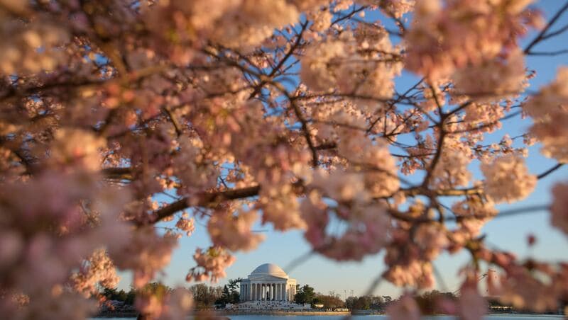 Japan Gifts US 250 Cherry Trees for 250th Birthday