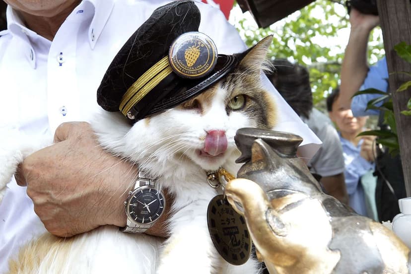 Japan Mourns Feline Train Master Nitama
