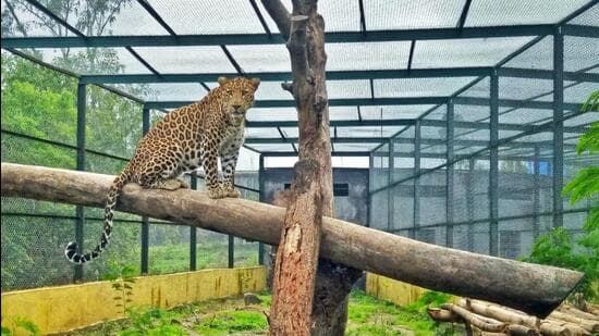 Jawai's leopard peace: Can Junnar learn from Rajasthan?