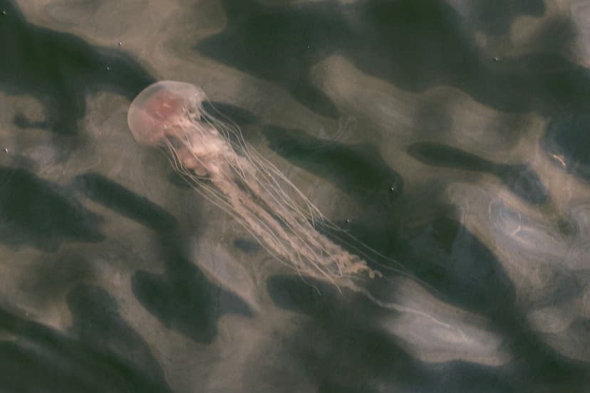 Jellyfish Swarms Sting Atlantic Coast: Worst Summer Yet?