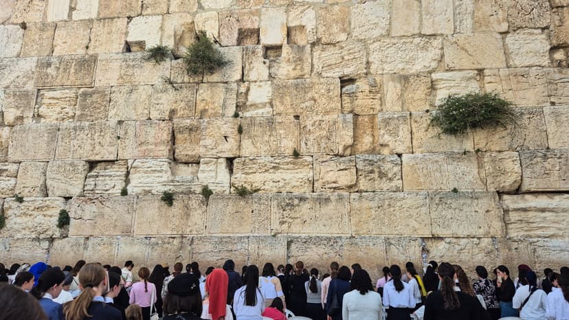 Jerusalem Swifts: Ancient Nesters Face Modern Threats