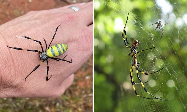 Giant Joro Spiders Invade US: A Hand-Sized Threat?