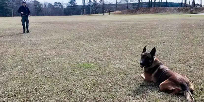 Georgia K9 Takes Hit, Continues Chase to Apprehend Bank Robber