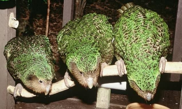 After 4 Years, Kakapo Hope to Hatch Record Chicks