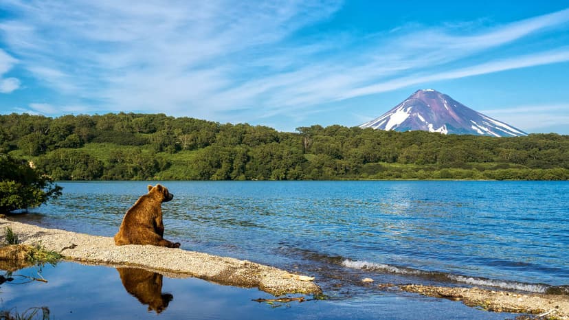Salmon: Kamchatka's Unsung Wilderness Architects