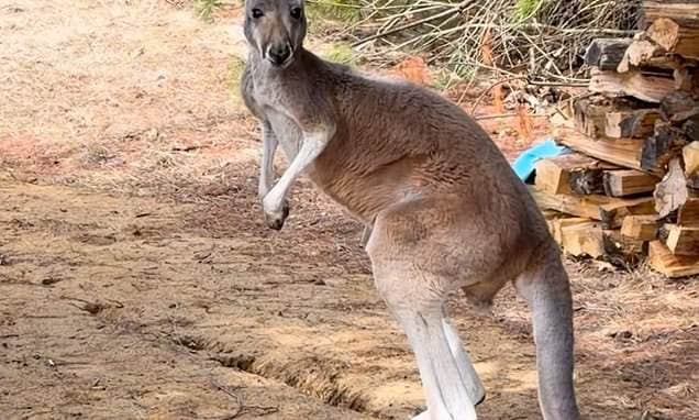 Kangaroo Escapes Petting Zoo, Leads Town on 3-Day Chase