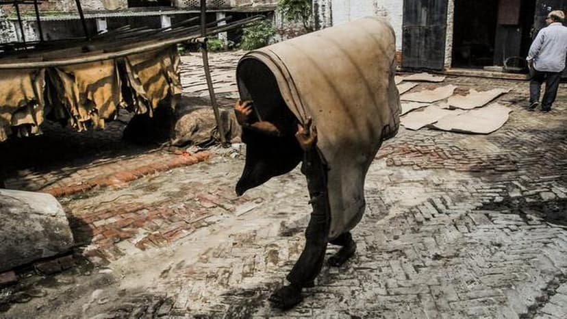 Ganga's Pollution Load Slashed by Kanpur Tannery Upgrades