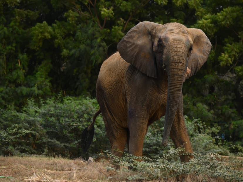 Karachi Elephants: A Fight for Survival