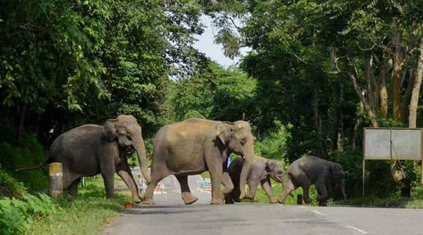Karnataka eyes birth control for wild animals