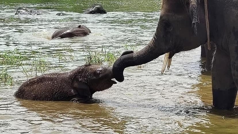 Karnataka's Elephant Buffer Zone Shrinks Amidst Development Push