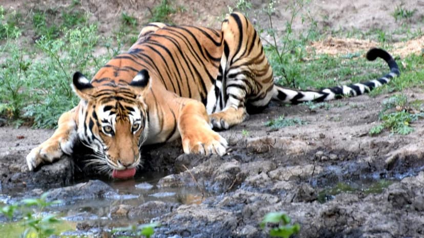 Karnataka Tiger Census Begins: Counting Stripes for Conservation