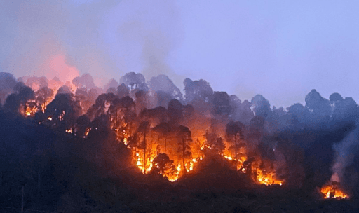 Forests Burn in Kashmir Amidst Record February Heat