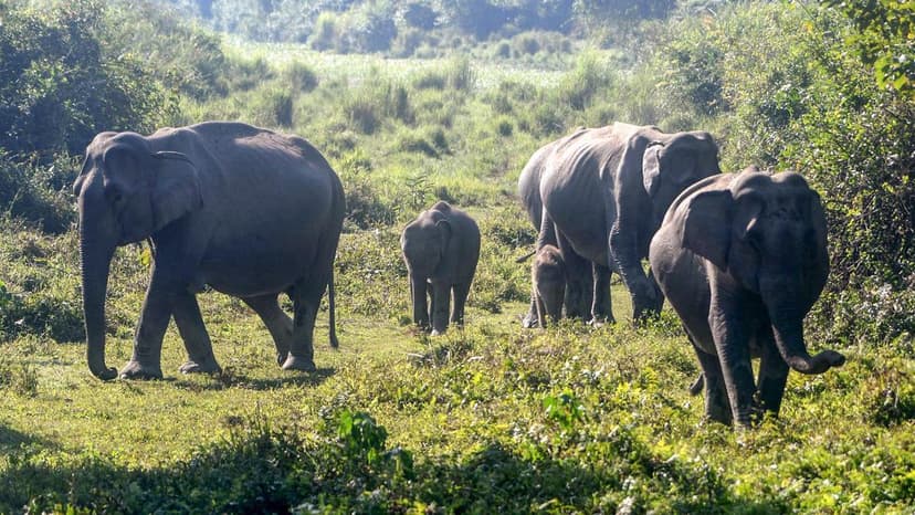 Kaziranga's Buffer Zone Debate: Wildlife & Development Clash