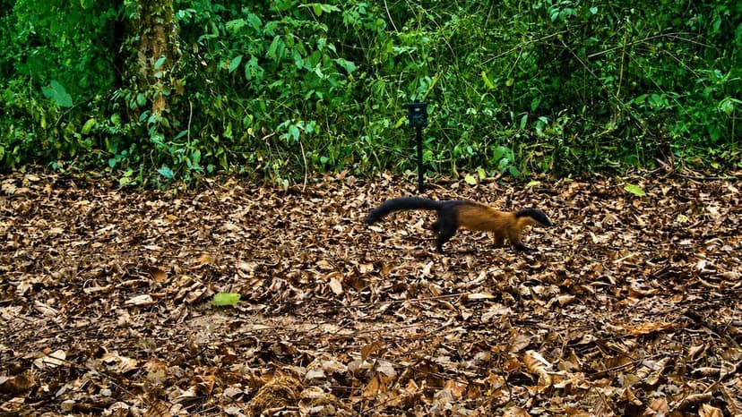 Rare Yellow-Throated Marten Spotted in Kaziranga