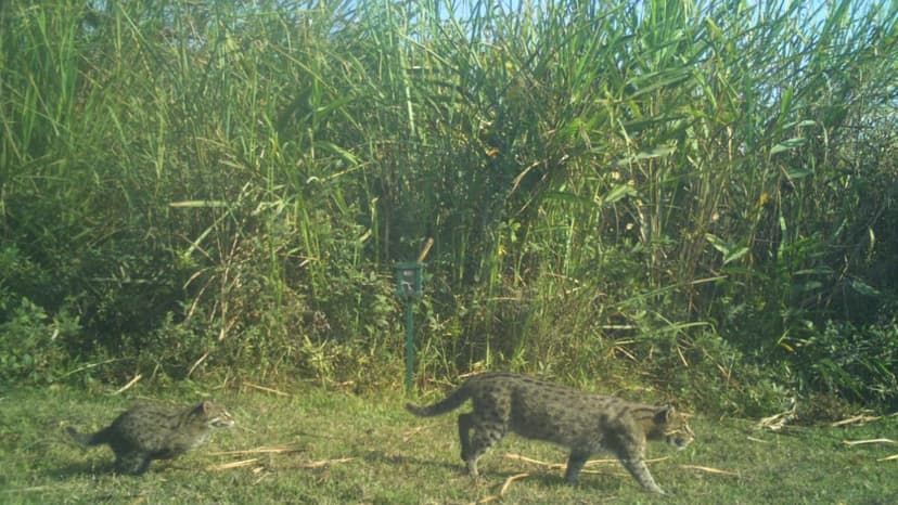 Kaziranga: A Haven for Rare Fishing Cats