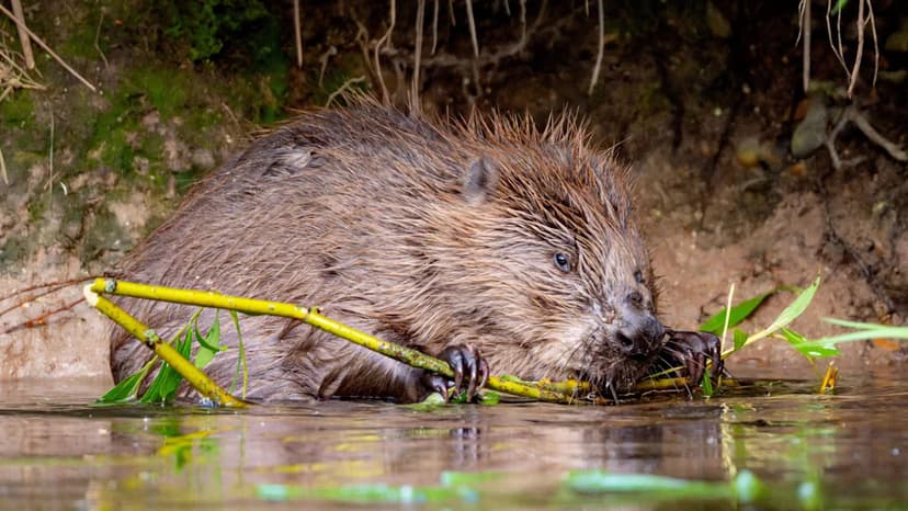£1.28M Grant Boosts Beavers, Butterflies in Kent