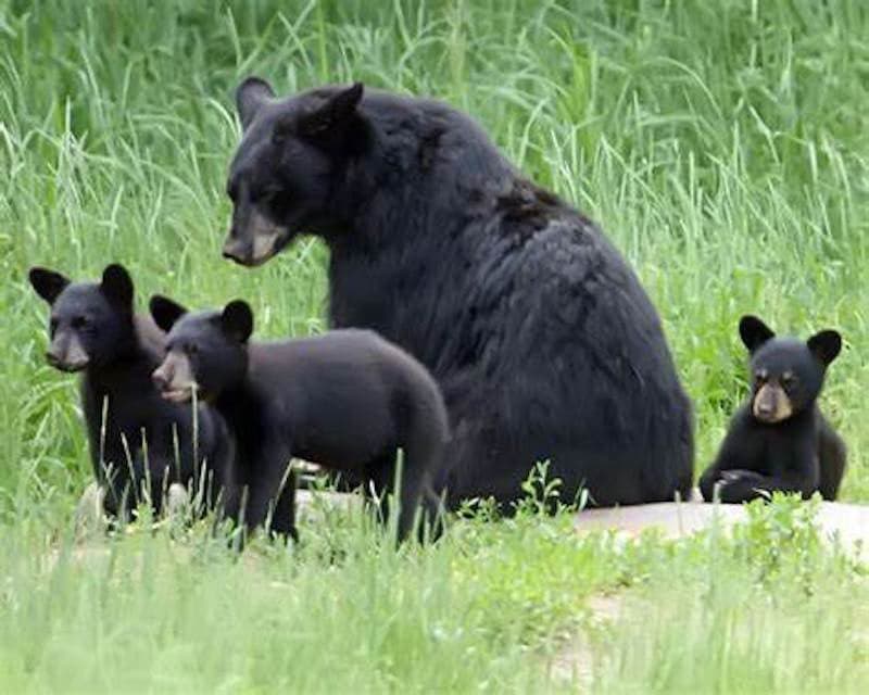 Kentucky's Bears Roar Back, But Face New Threats