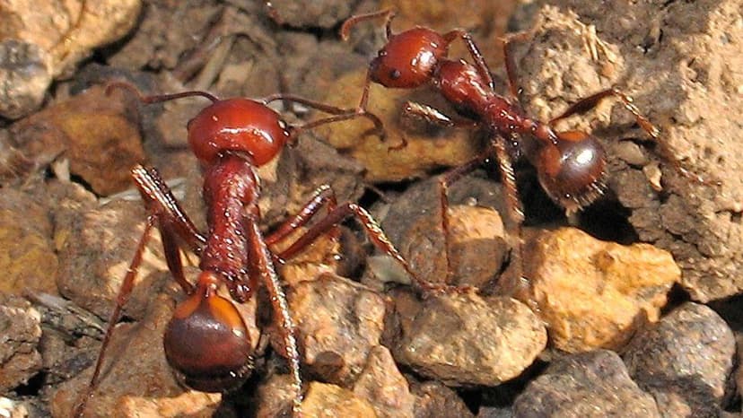 Kenya's Ant Trade: A Global Black Market Boom