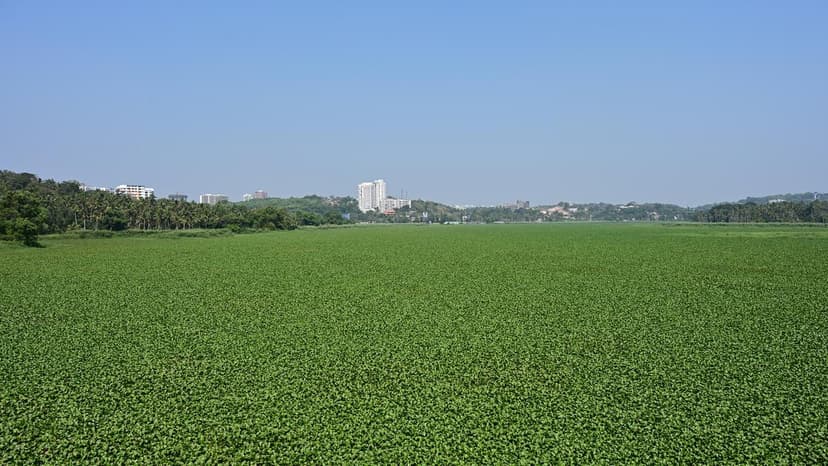 Estuary's Ecological Collapse: Invasive Species Take Over
