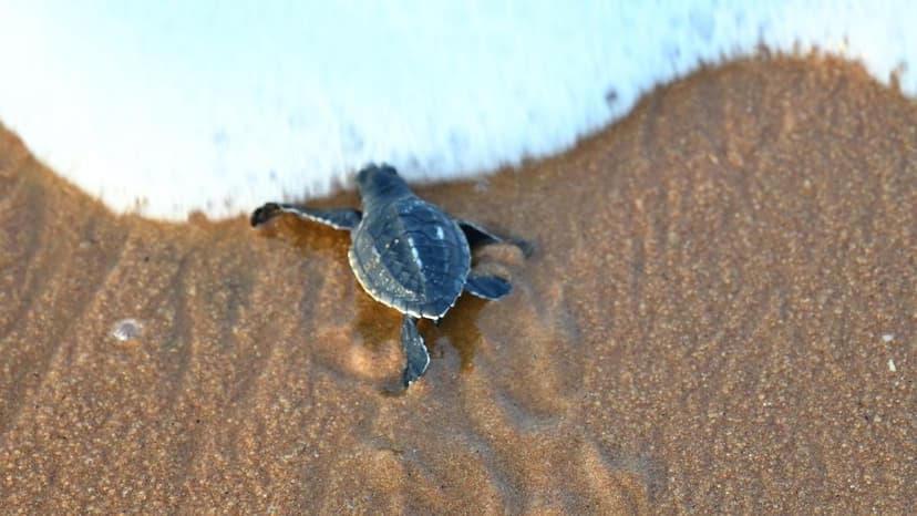 Kerala's Fisherfolk: Olive Ridley Turtles' Unlikely Heroes