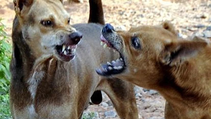 Rabies Deaths: Is Wound Care the Missing Link?