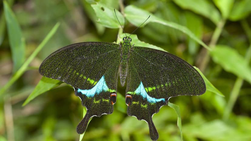 Kerala: Butterfly Haven with 328 Species!