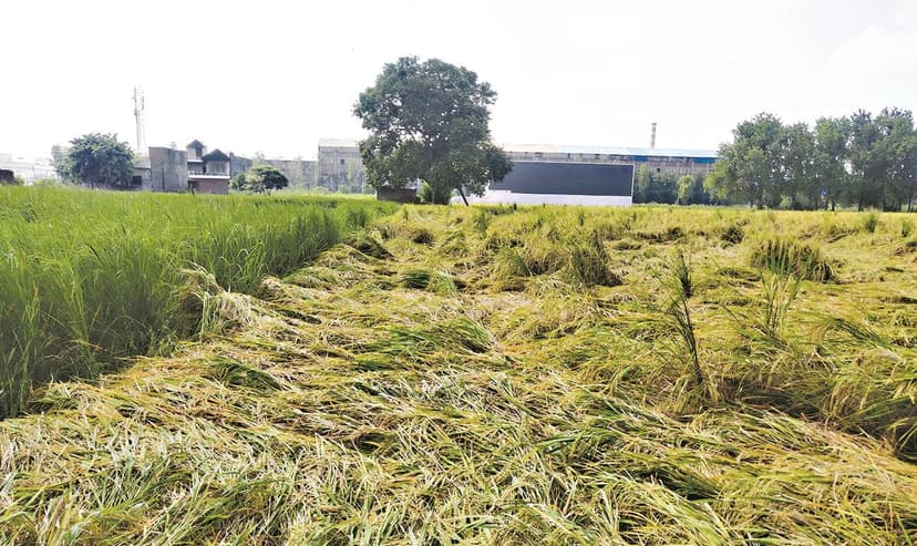 Kerala Farmers Get Paid Instantly for Paddy