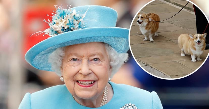 King Charles III Moves to Seize Andrew's Corgis Amid Royal Rift