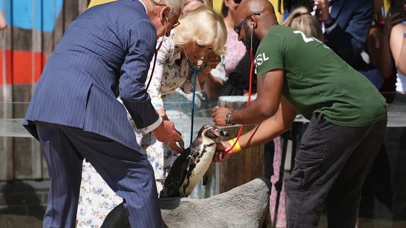 King Charles Checks Penguin Heartbeat at Zoo