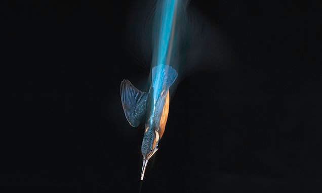 Kingfisher's Night Dive: Streaks of Light Captured!