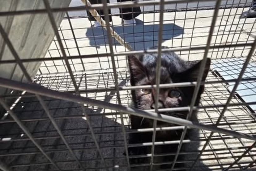 Kitten Rescued After Two Weeks in Storm Drain