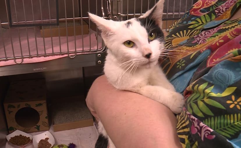 Kittens Thrown From Truck Recovering After Bleach Attack