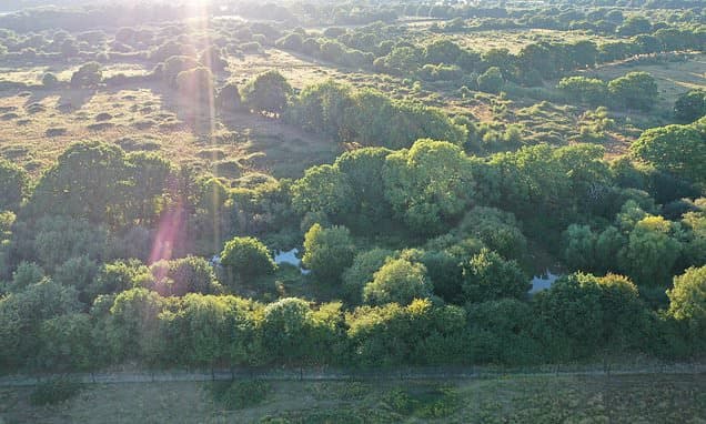 Knepp Rewilding Explodes: Wildlife Soars Tenfold
