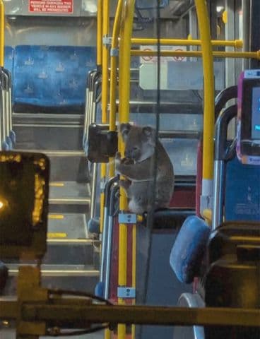 Koala Rides Bus to Safety in Brisbane
