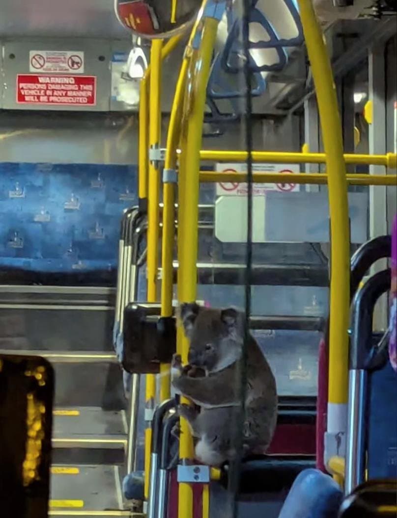 Koala 'Peri' Gets VIP Bus Ride to Safety